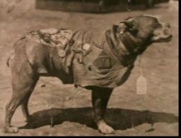 SGT Stubby